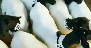 如何加工牛羊飼料？